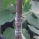 Professional Grafting Tool - Image 8