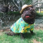 Floral Summer Pet Shirts in Hawaiian Style for Small Dogs and Cats - Image 5