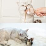 Interactive Cat Toy Set: Chirping Bird & Squeaking Mouse with Realistic Sounds and Feather Design - Image 5