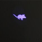 Interactive Cat Laser Toy with Animated Mouse Projection - Image 6