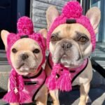 Winter Knitted Dog Hat with Fluffy Pompon for Small to Medium Pets - Image 4