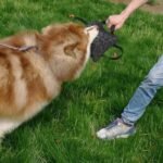 Heavy-Duty Dog Training Bite Tug - Cowhide Chew Toy with Dual Rope Handles - Image 3