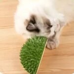 Multifunctional Durian Cat Toy Scratch Comb Massage - Image 6