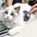 Self-Cleaning Cat & Dog Grooming Comb - Image 4