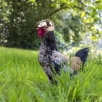 Adjustable Pet Chicken Helmet with Protective Visor - Image 6