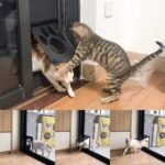 Lockable Magnetic Pet Door for Cats and Dogs - Easy Install, Safe and Stylish - Image 3