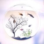 Wall-Mounted Acrylic Fish Bowl Aquarium - Elegant Home Decor - Image 4