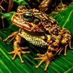 BUFO TOAD VENOM (Bufo Alvarius Toad) 100% Pure 5-MeO-DMT - Image 3