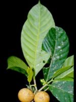 LOBO SANANGO PASTE / 10gr at 1kg / - (Tabernaemontana sananho) 100% Pure Paste Extract - Image 3