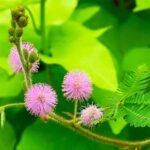 MIMOSA HOSTILIS POWDER / 200gr at 1kg - (Jurema Preta) - 100% Pure Natural Root - Image 2