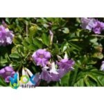 AJO SACHA PASTE / 10gr at 1kg - (Mansoa Alliacea) - 100% Pure Paste Extract - Image 2