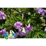 AJO SACHA PASTE / 10gr at 1kg - (Mansoa Alliacea) - 100% Pure Paste Extract - Image 3