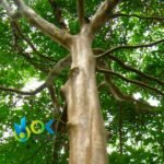 CAPIRONA PASTE / 10gr at 1kg / - (Calycophyllum Spruceanum) 100% Pure Paste Extract - Image 2