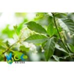 CHACRUNA POWDER / 200gr at 1kg - (Psychotria viridis) - 100% Pure Natural and Organic - Image 2