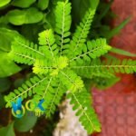 CHANCA PIEDRA PASTE / 10gr at 1kg / - (Phyllanthus Niruri) 100% Pure Paste Extract - Image 3