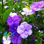 CHIRIC SANANGO PASTE / 10gr at 1kg / - (Brunfelsia Grandiflora) 100% Pure Paste Extract - Image 2