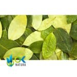 COCA LEAF / 30gr at 2kg / - (Erythroxylum coca) Powder - Coca Tea - Image 3