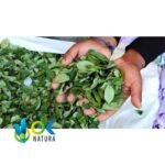 COCA LEAF / 30gr at 2kg / - (Erythroxylum coca) Powder - Coca Tea - Image 4