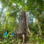 CUMACEBA PASTE / 10gr at 1kg / - (Swartzia Polyphila) 100% Pure Paste Extract - Image 2