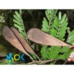 DYOOROXAO PASTE MIX / 10gr at 1kg - (Cumala (Virola calophylla) + Pashaca Tribe Ocaina) - 100% - Image 2