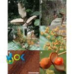 DYOOROXAO PASTE MIX / 10gr at 1kg - (Cumala (Virola calophylla) + Pashaca Tribe Ocaina) - 100% - Image 3