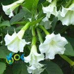 FLORIPONDIO TOE POWDER / 200gr at 1kg - (Brugmansia Suaveolens) 100% Pure Natural and Organic LEAF