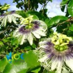 GRANADILLA PASTE / 10gr at 1kg / - (Passiflora Ligularis) 100% Pure Paste Extract - Image 2