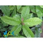 ILEX GUAYUSA PASTE / 10gr at 1kg - Powerful Energy Drink - 100% Pure Paste Extract - Image 4