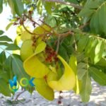 HUACAPURANA PASTE / 10gr at 1kg / - (Campsiandra Angustifolia) 100% Pure Paste Extract - Image 2