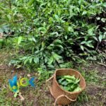 HUAMBISA - Chagropanga POWDER / 200gr at 1kg - (Diplopterys Cabrerana) 100% Pure Natural and Organic - Image 3