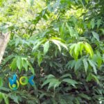 HUAMBISA - Chagropanga POWDER / 200gr at 1kg - (Diplopterys Cabrerana) 100% Pure Natural and Organic - Image 4