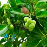 HUIRA CASPI PASTE / 10gr at 1kg / - (Tapirira Guianensis) 100% Pure Paste Extract - Image 2