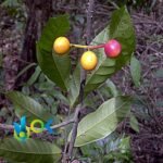 ICOJA PASTE / 10gr at 1kg / - (Unonopsis floribunda) 100% Pure Paste Extract - Image 2