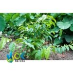 ILEX GUAYUSA PASTE / 10gr at 1kg - Powerful Energy Drink - 100% Pure Paste Extract - Image 2