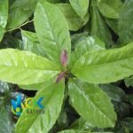 ILEX GUAYUSA PASTE / 10gr at 1kg - Powerful Energy Drink - 100% Pure Paste Extract - Image 3