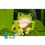 KAMBO - Excretion / Stick - BOTH SIDE (Phyllomedusa Bicolor) - Tribe Matzes - Image 4