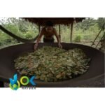 MAMBE / 30gr at 2kg / - Coca Leaf + Cetico Ash - Image 5