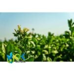 MAPACHO BIG MAZO (Nicotiana Rustic) Fresh - Cut Roll - Image 4