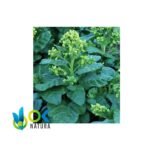 MAPACHO POWDER / 200gr at 1kg - (Nicotiana Rustica) Ground leaf for Rapé base - Image 2