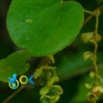 MOTELO SANANGO [ABUTA] PASTE / 10gr at 1kg / - (Abuta Grandifolia) 100% Pure Paste Extract - Image 2