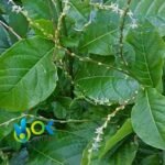 MUCURA PASTE / 10gr at 1kg / - (Petiveria) 100% Pure Paste Extract - Image 2