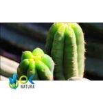 SAN PEDRO PASTE / 10gr at 1kg / - (Trichocereus / Echinopsis pachanoi) - 100% Pure Paste Extract - Image 2