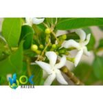 SANANGA CRUSHED - Dried (Tabernaemontana undulata) Apocynaceae - Image 3