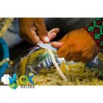 SANANGA CRUSHED - Dried (Tabernaemontana undulata) Apocynaceae - Image 2