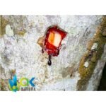 SANGRE DE GRADO Essential Oil - (Croton Lechleri) / 100% Pure Undiluted - Image 3