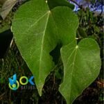 SANGRE DE GRADO PASTE / 10gr at 1kg / - (Croton Lechleri) 100% Pure Paste Extract - Image 2