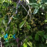 SUELDA CON SUELDA PASTE / 10gr at 1kg / - (Symphytum Officinale) 100% Pure Paste Extract - Image 2