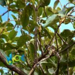 TAHUARÍ PASTE / 10gr at 1kg / - (Tabebuia Serratifolia) 100% Pure Paste Extract - Image 2