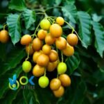 UBOS PASTE / 10gr at 1kg / - (Spondias Mombin) 100% Pure Paste Extract - Image 2