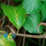 UÑA DE GATO PASTE / 10gr at 1kg / - (Uncaria Tomentosa) 100% Pure Paste Extract - Image 2